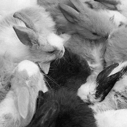 Meet New Faces! THE WHITE RABBIT TEAM